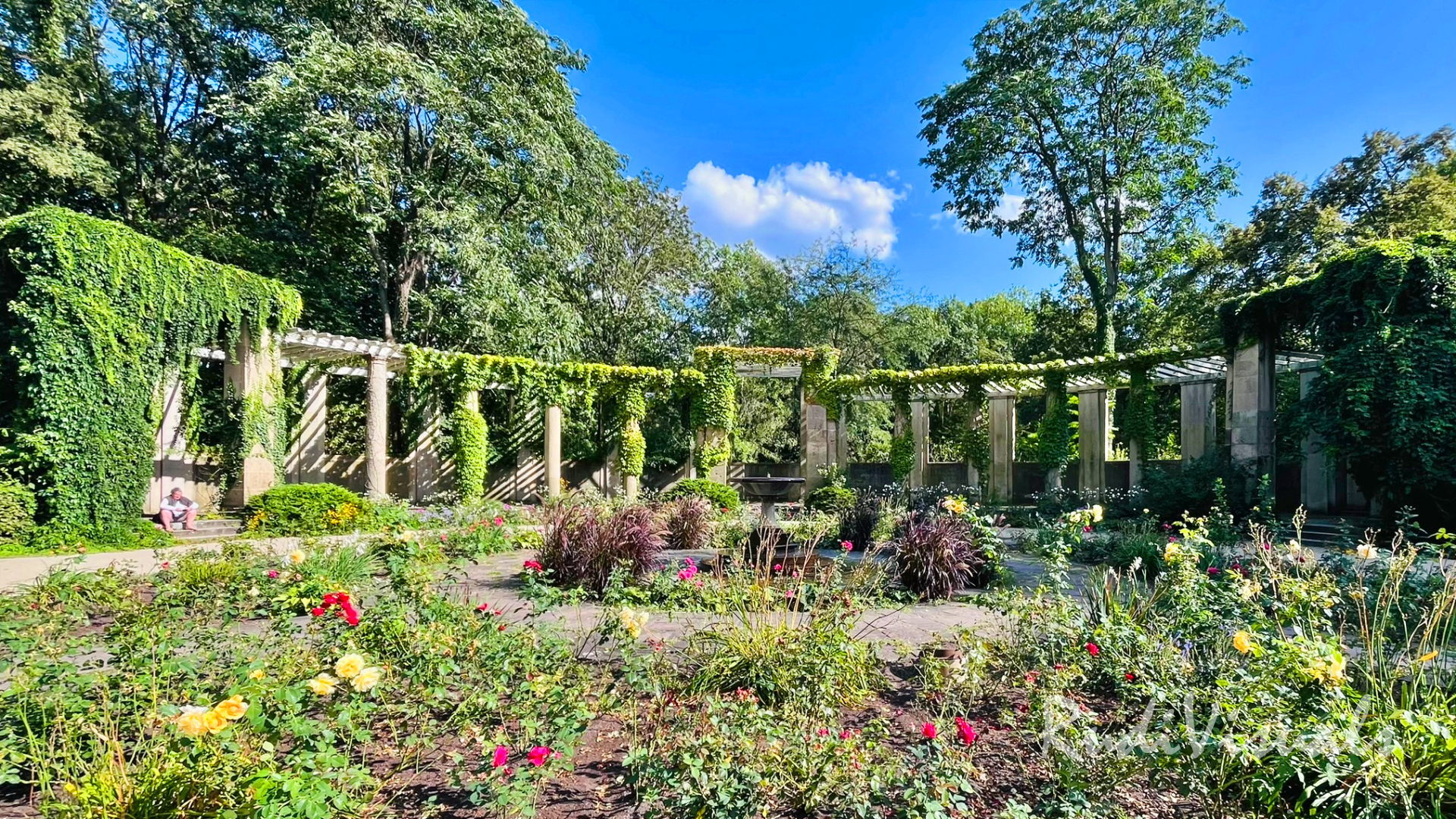 The Rose Garden in the Großer Tiergarten
